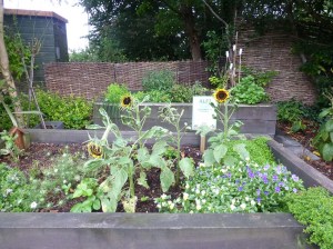 Allen Gallery beds August 2015 004