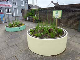 Barrels and concrete planters 2015-06-15 08.12.58