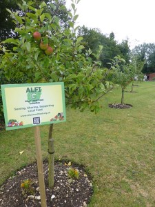 Orchard August 2015 012
