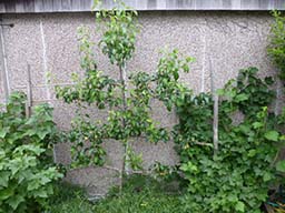 Pear at station 2015-06-15 08.18.20