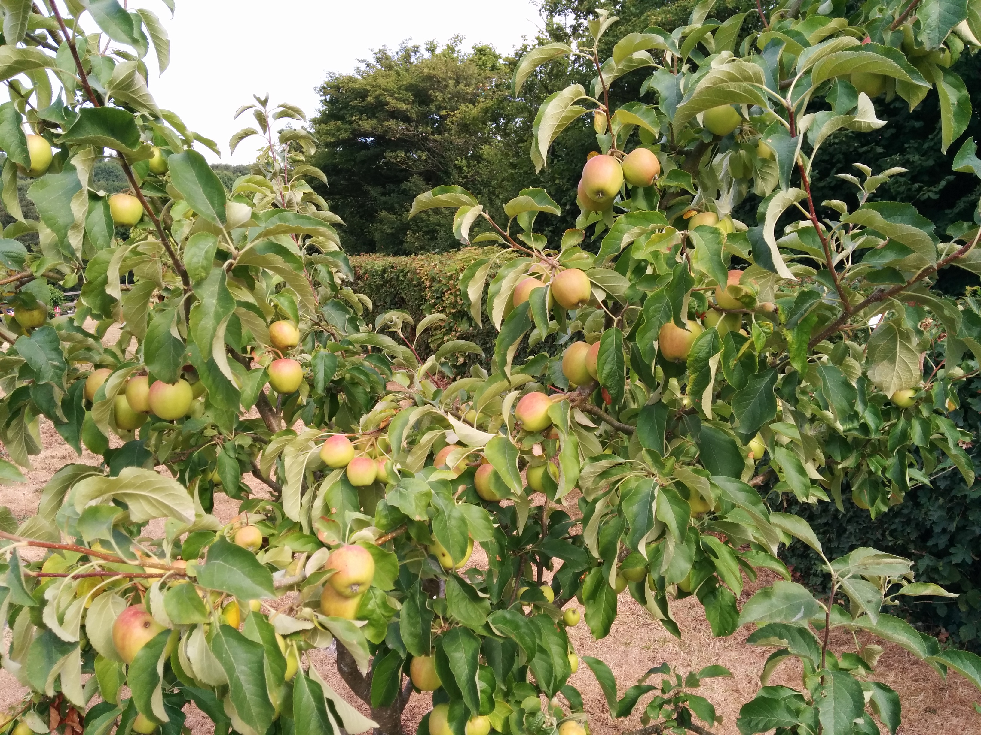 Pinova, looking much happier
