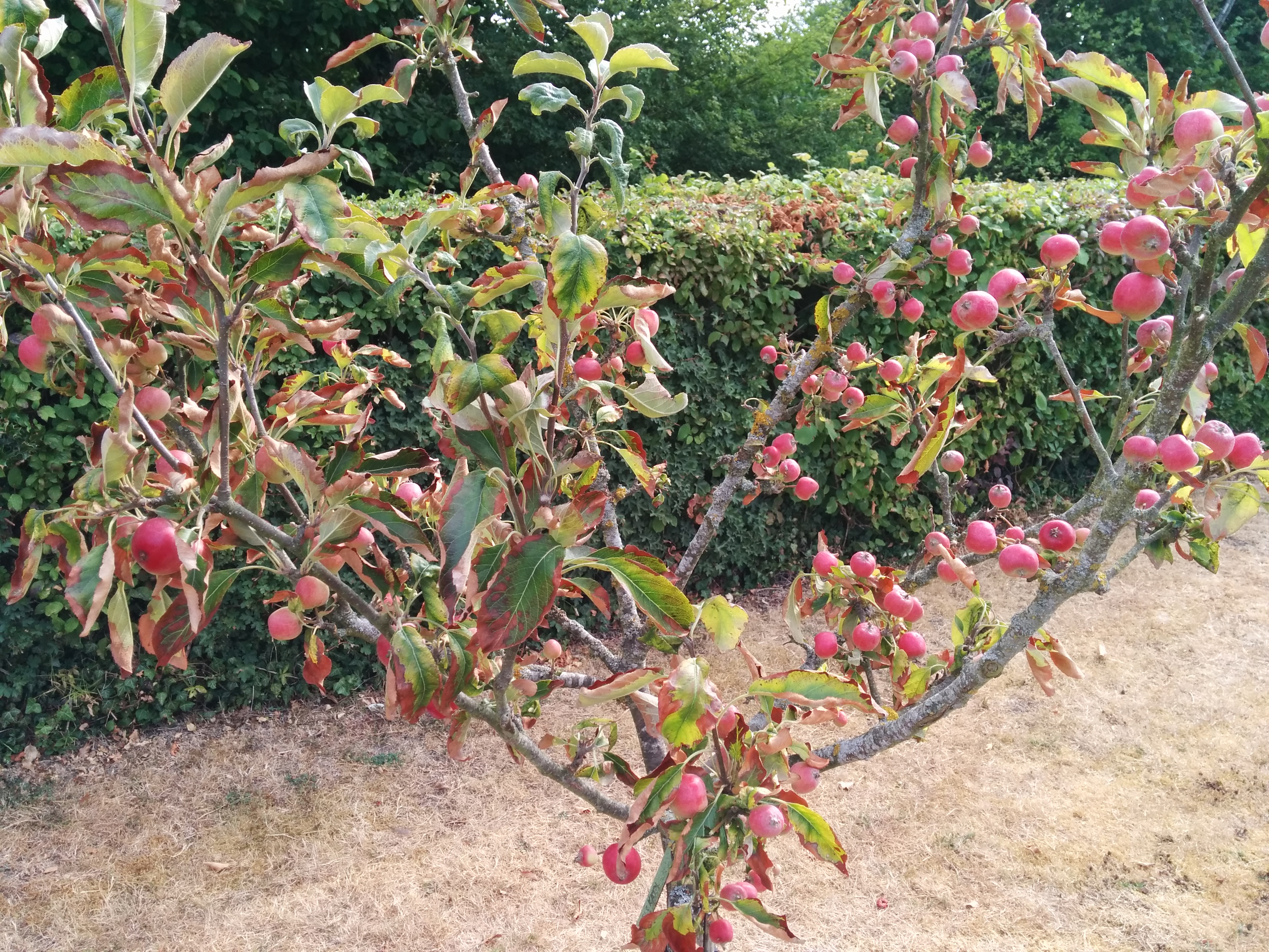 Distressed apple "Katy"